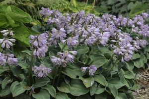 Blue Mouse Ears, Hosta